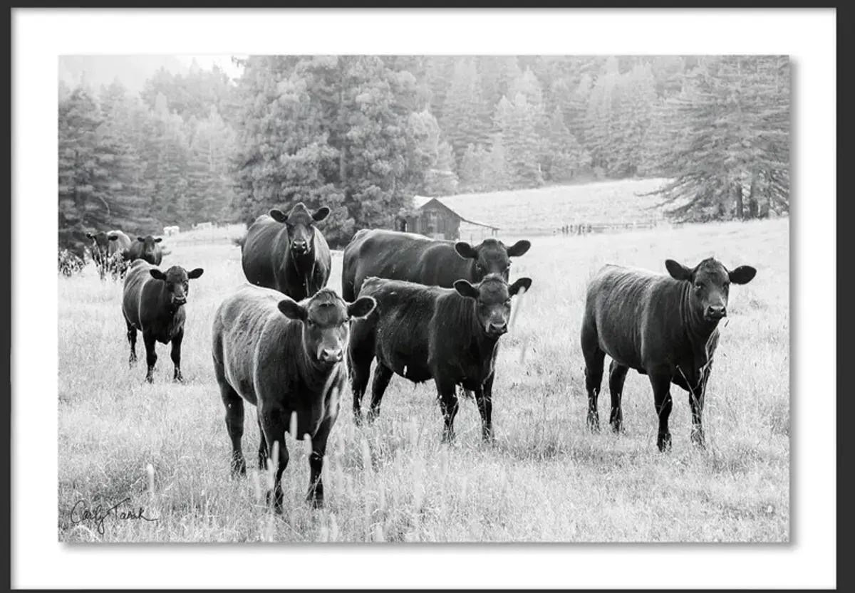 Carly Tabak - Cool and the Gang California Photograph - Black