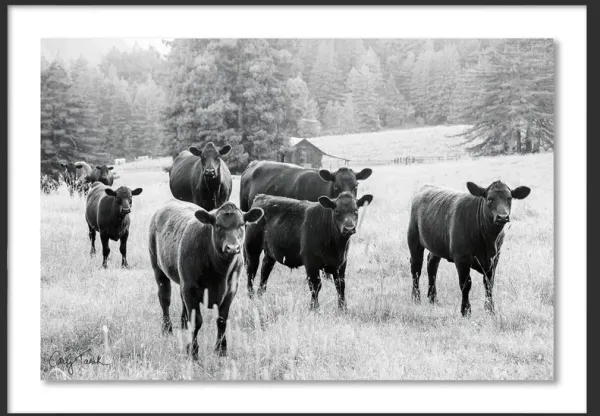 Carly Tabak - Cool and the Gang California Photograph - Black