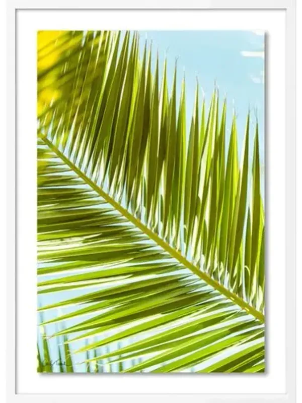 Carly Tabak - Palm 2 Southern California Photograph - White