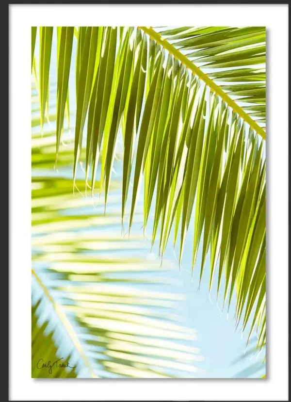 Carly Tabak - Palm 3 Southern California Photograph - Black