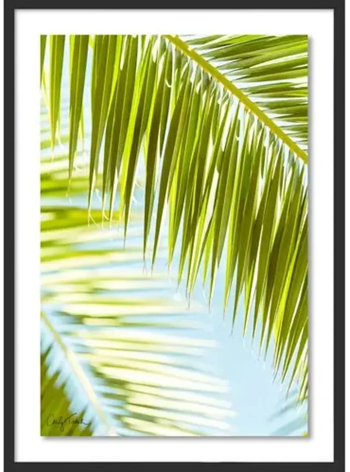 Carly Tabak - Palm 3 Southern California Photograph - Black