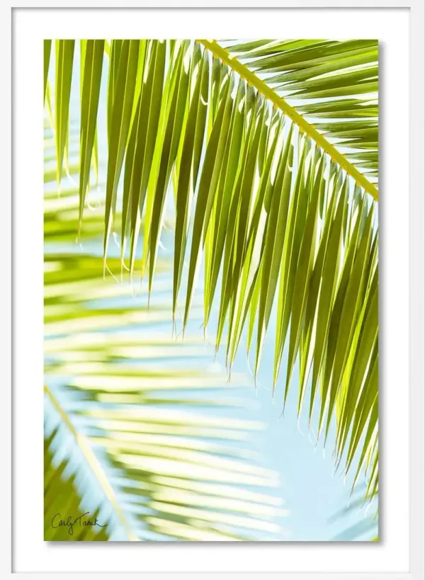 Carly Tabak - Palm 3 Southern California Photograph - White