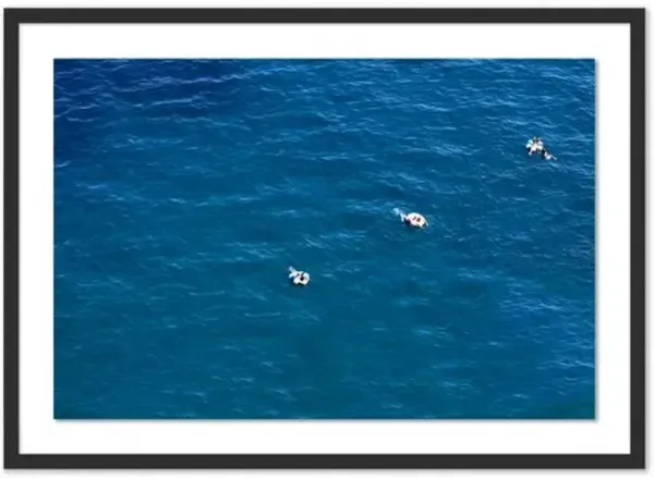 Judith Gigliotti - Peppermint Swim Photograph - Black