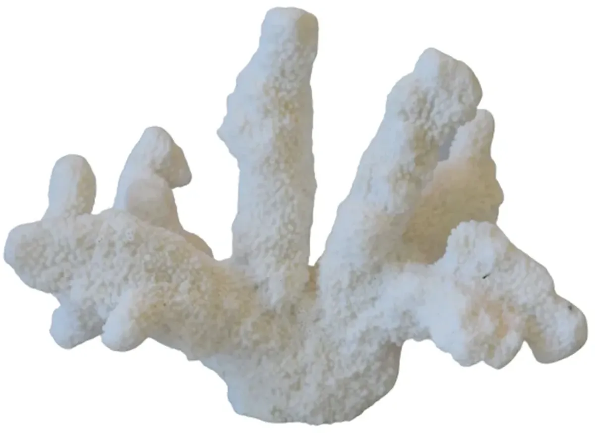 Nautical Natural White Coral Specimen