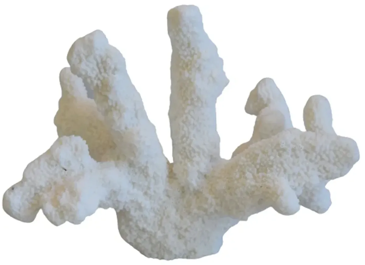 Nautical Natural White Coral Specimen