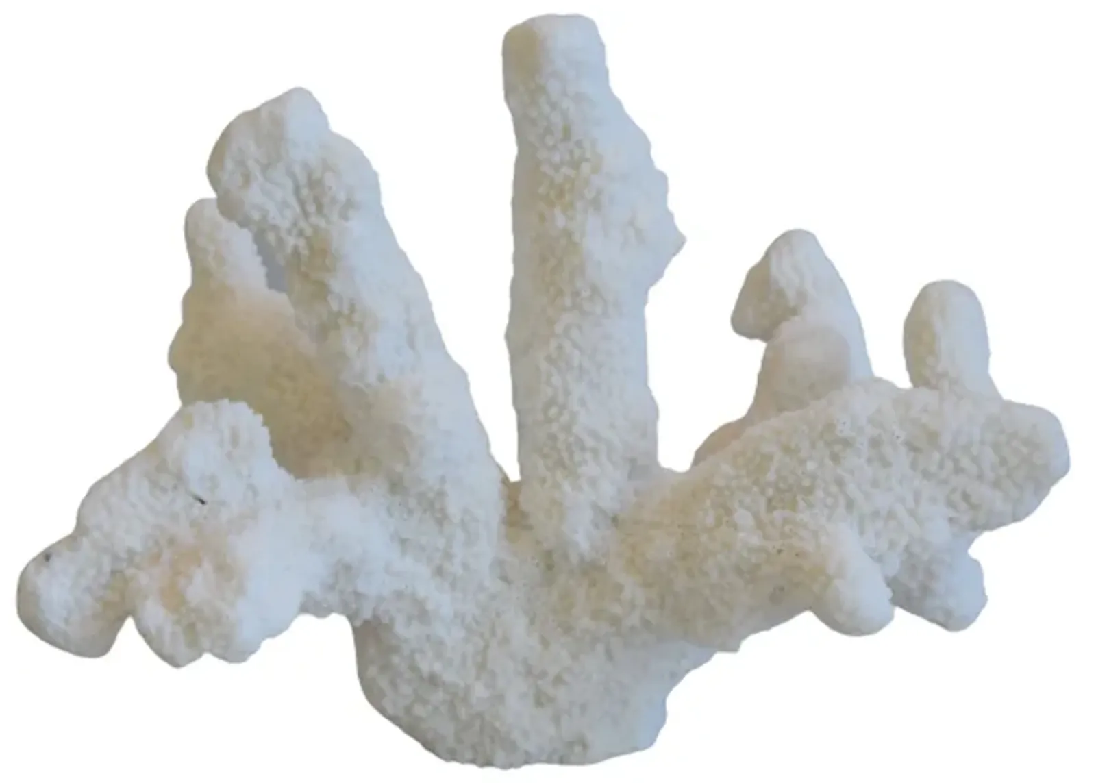 Nautical Natural White Coral Specimen