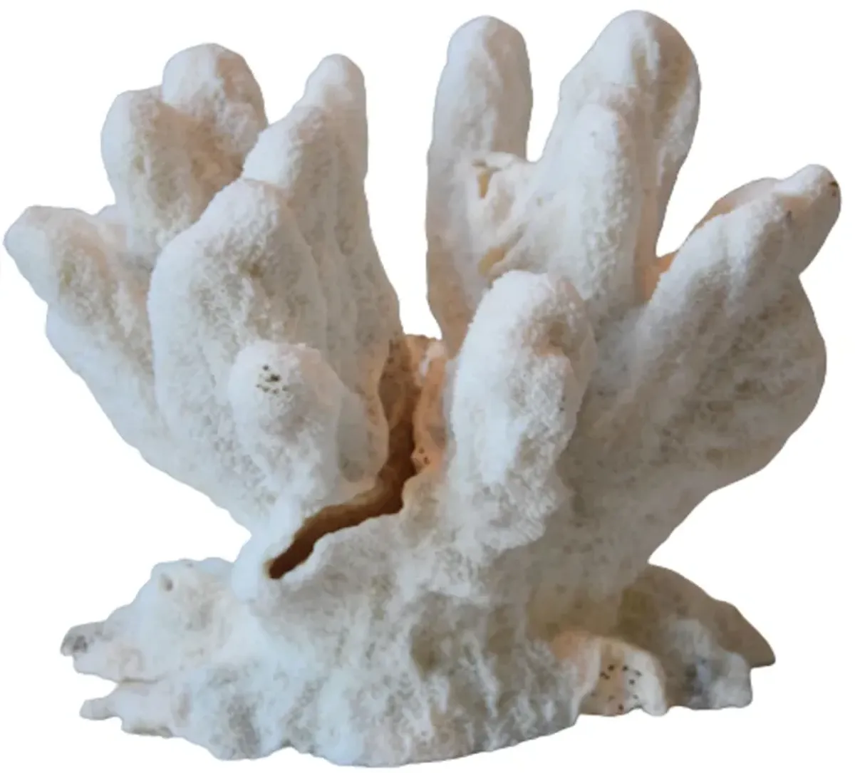 Nautical Natural White Coral Specimen