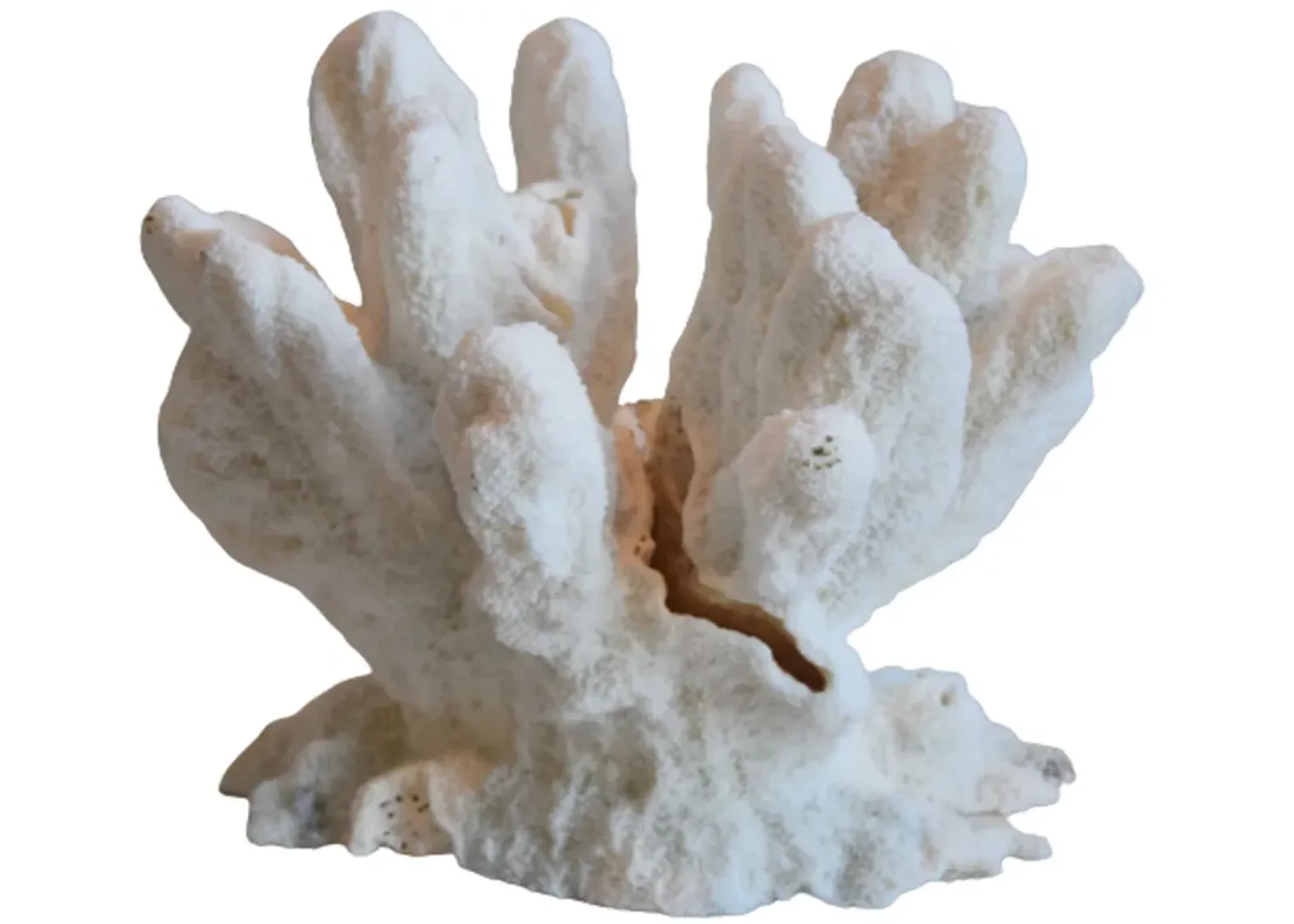 Nautical Natural White Coral Specimen