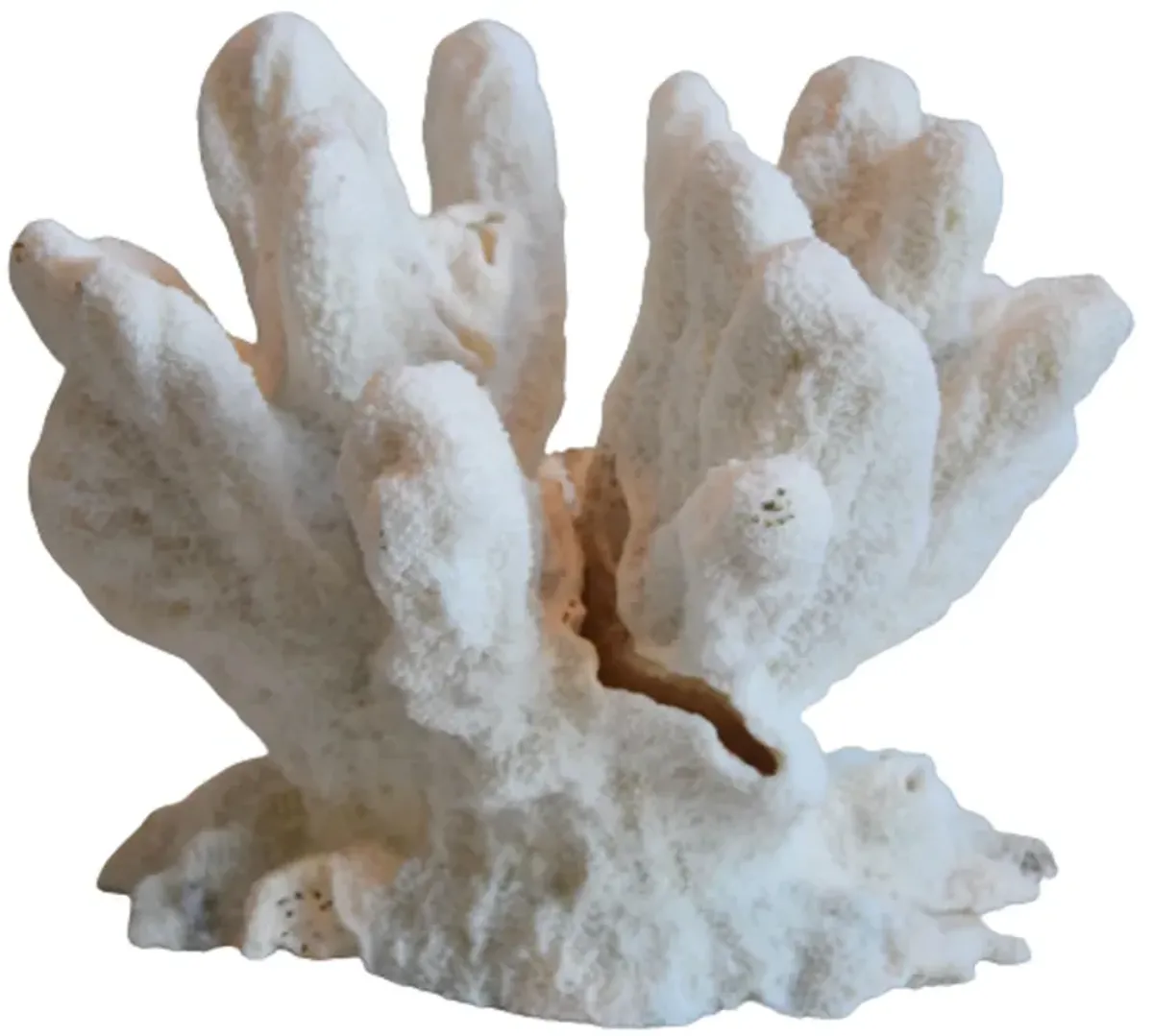 Nautical Natural White Coral Specimen