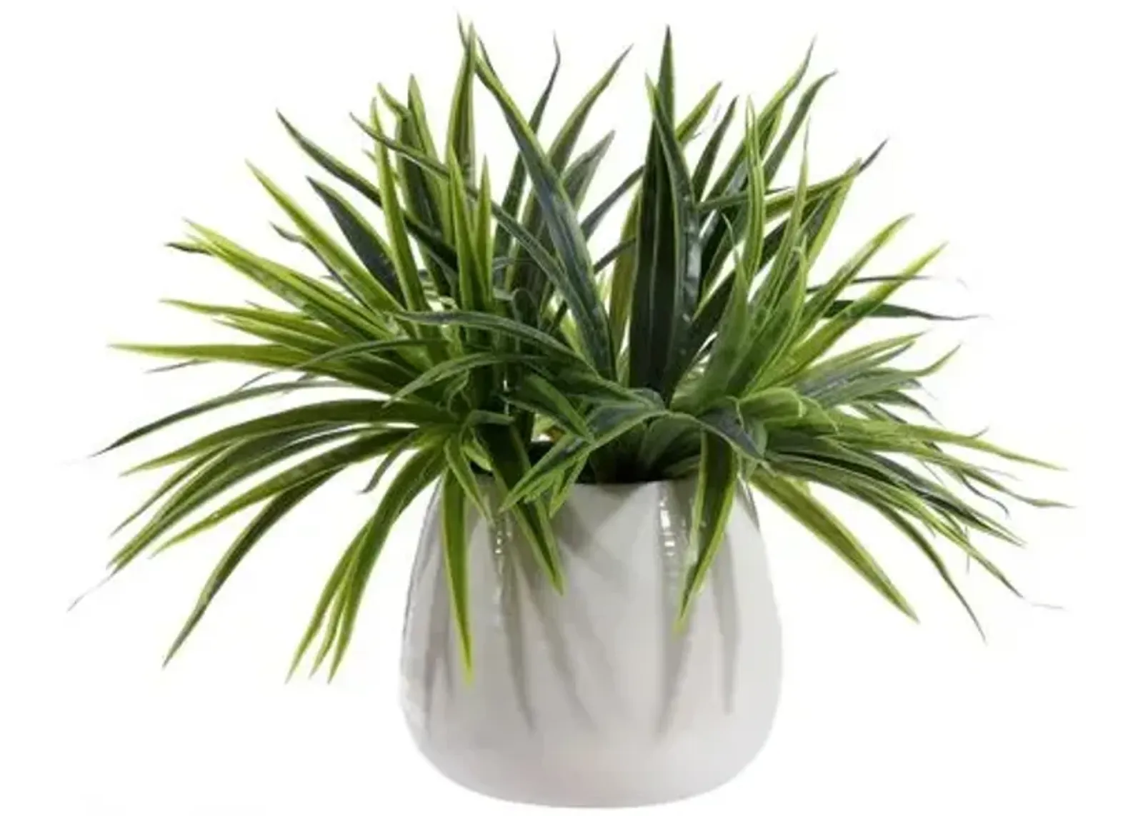 Maxine Orchid Potted Plant - Green