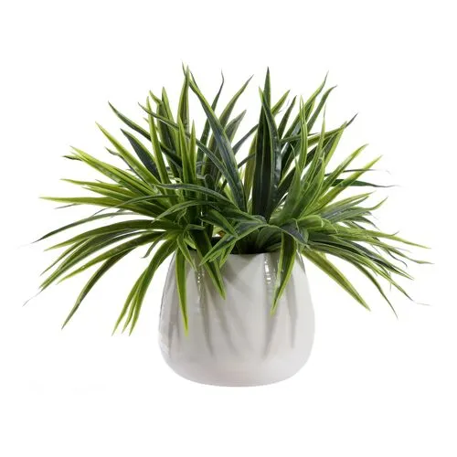 Maxine Orchid Potted Plant - Green