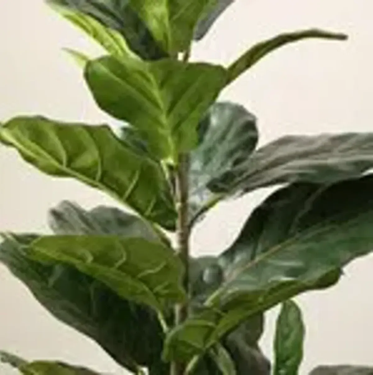 Sunny Ficus Lyrata Potted Tree