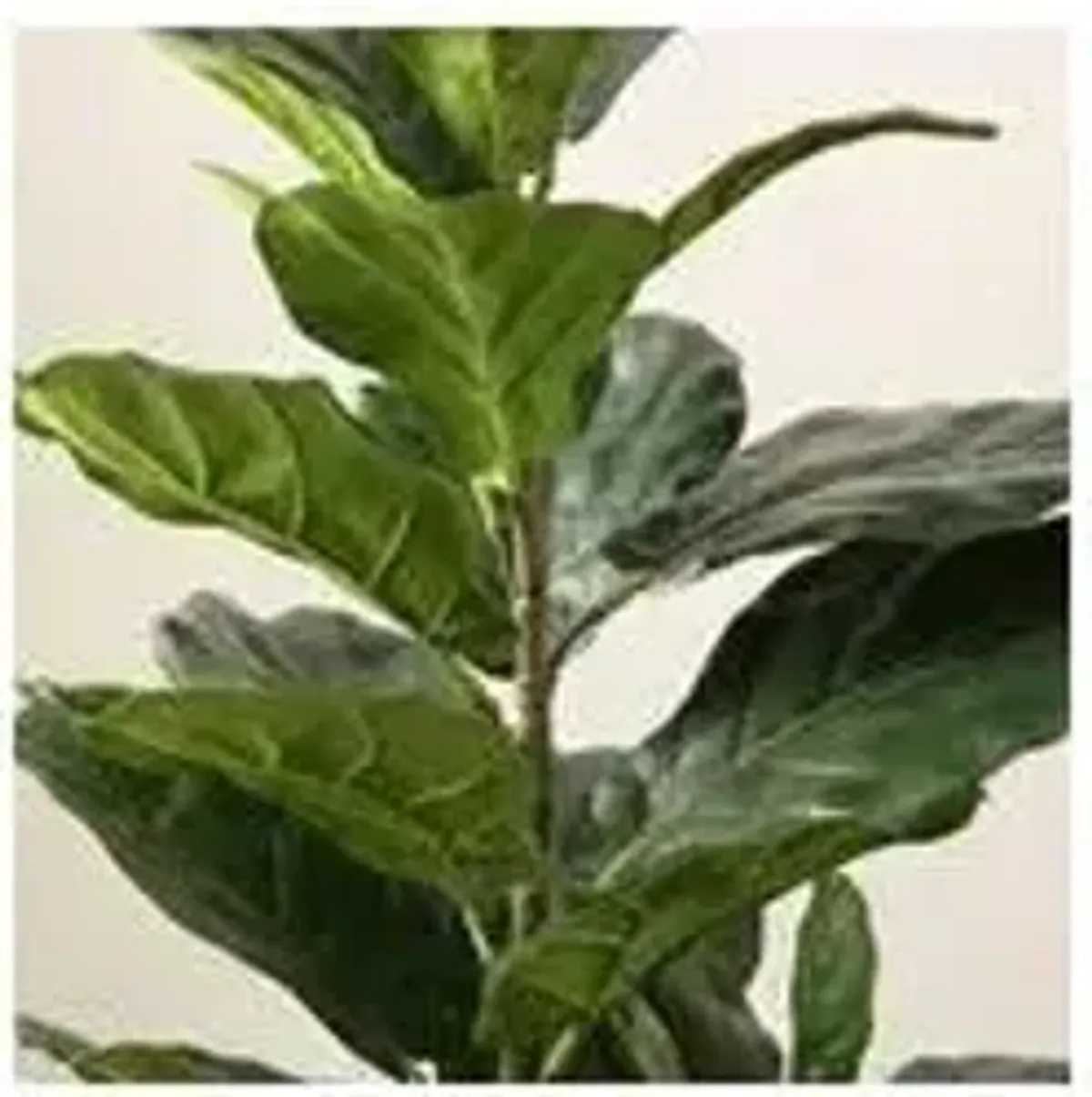 Sunny Ficus Lyrata Potted Tree - Green