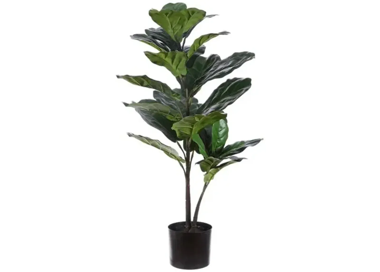 Sunny Ficus Lyrata Potted Tree - Green