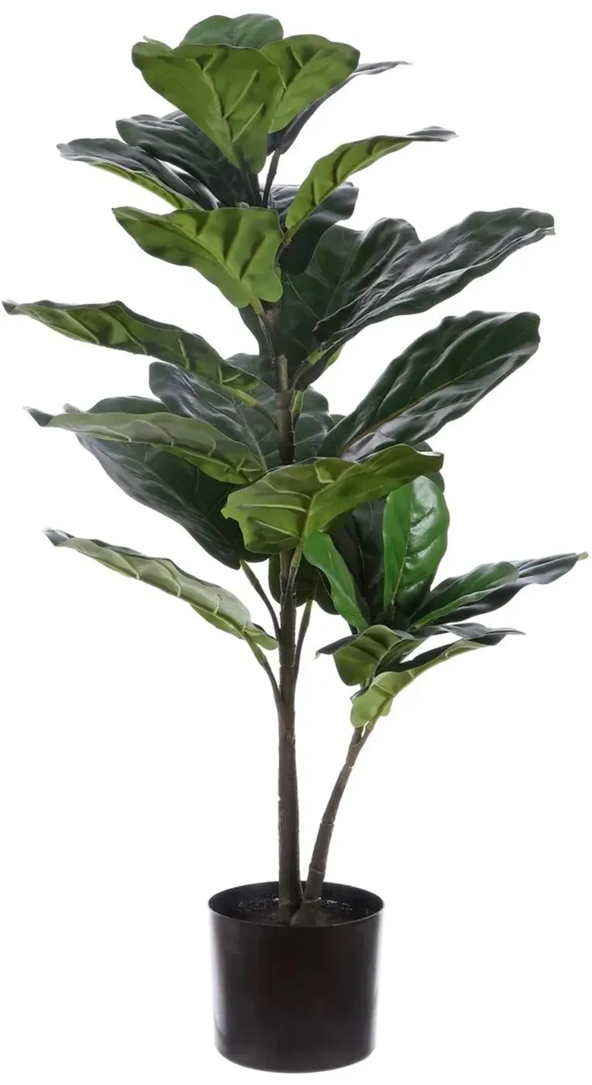 Sunny Ficus Lyrata Potted Tree