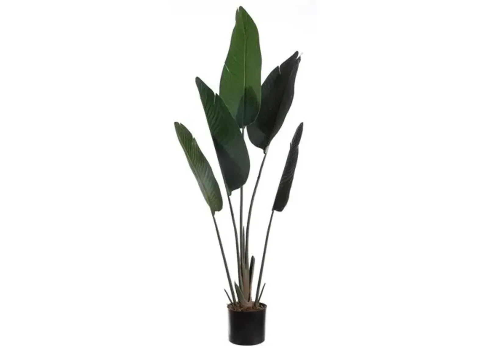 Rainbow Gladiolus Potted Tree - Green