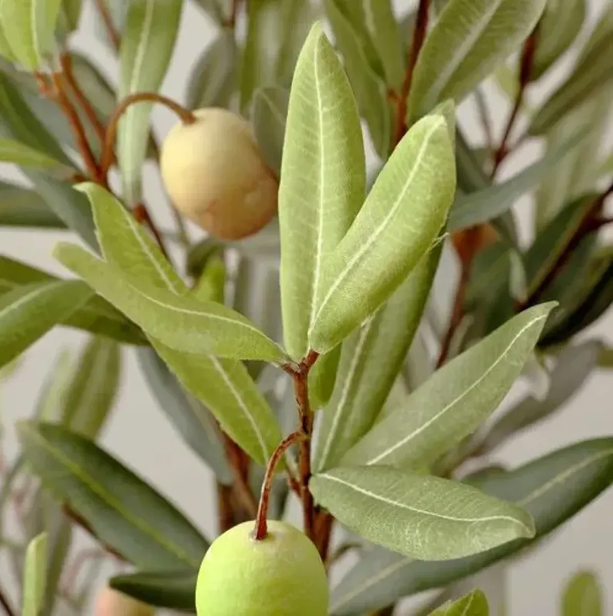 Popeye Olive Potted Tree - Green