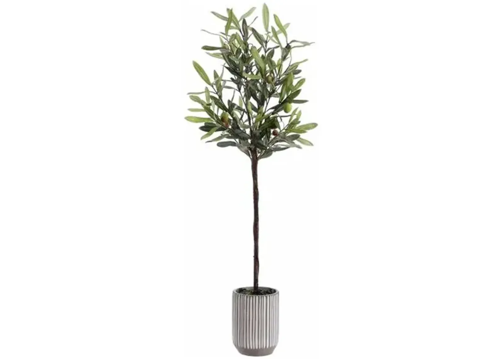 Popeye Olive Potted Tree - Green