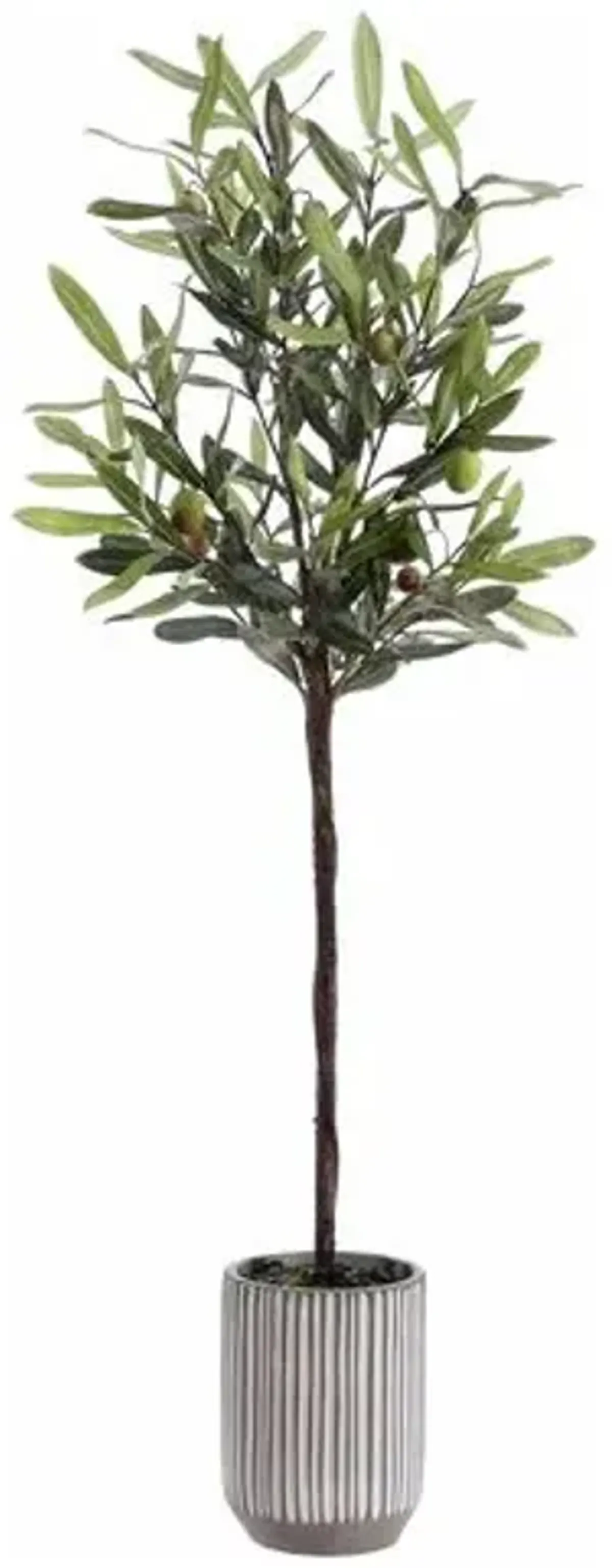 Popeye Olive Potted Tree - Green