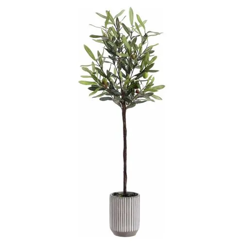 Popeye Olive Potted Tree - Green