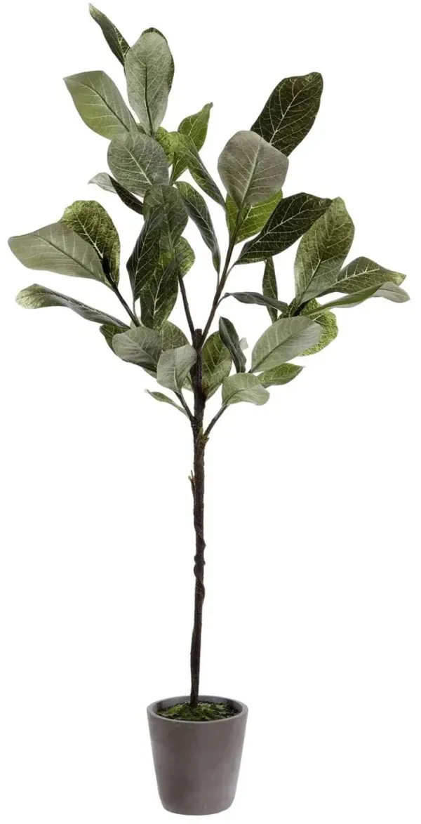 Willow Magnolia Potted Tree