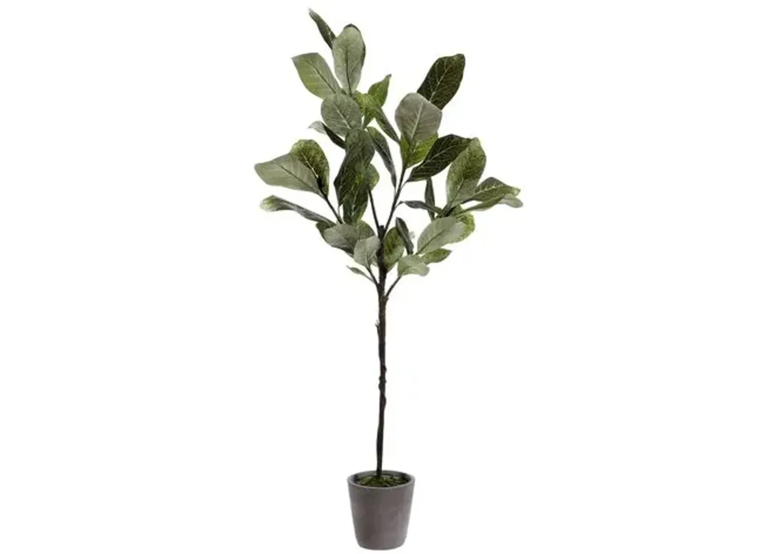 Willow Magnolia Potted Tree - Green