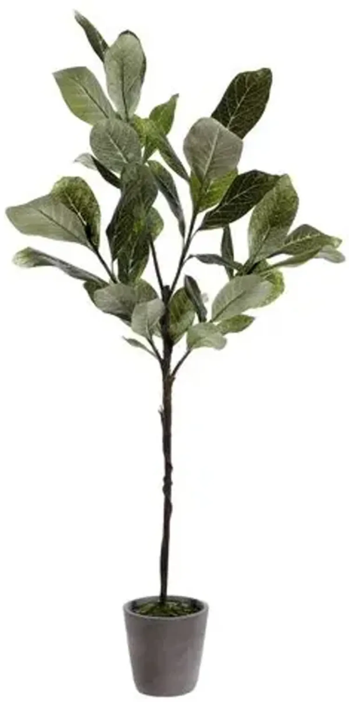 Willow Magnolia Potted Tree - Green