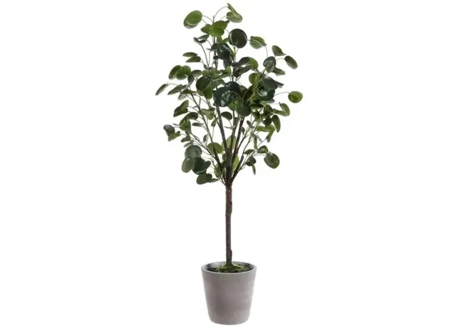 Jada Polyscias Fruticosa Potted Tree - Green