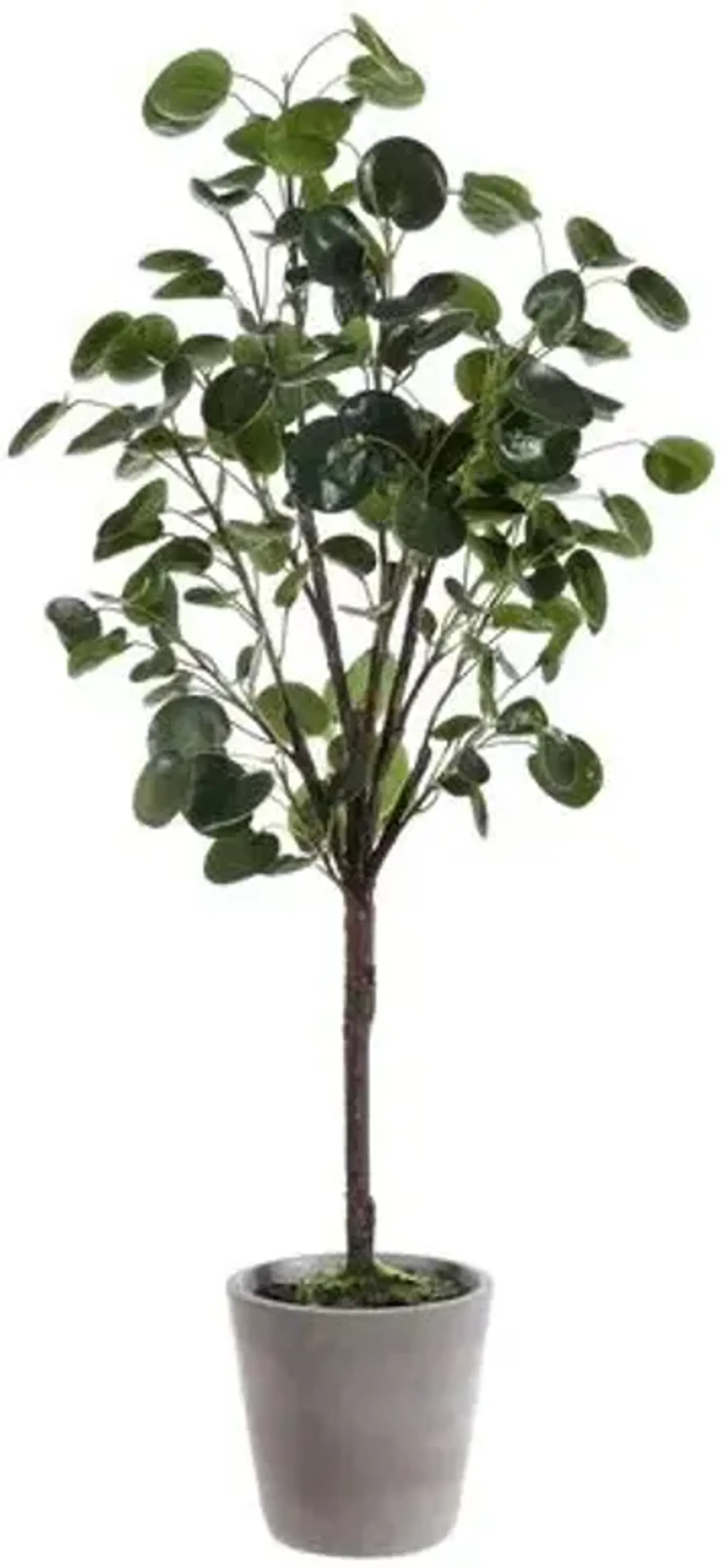 Jada Polyscias Fruticosa Potted Tree - Green