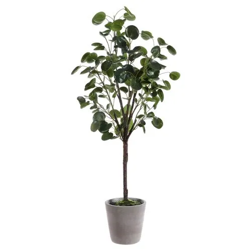 Jada Polyscias Fruticosa Potted Tree - Green