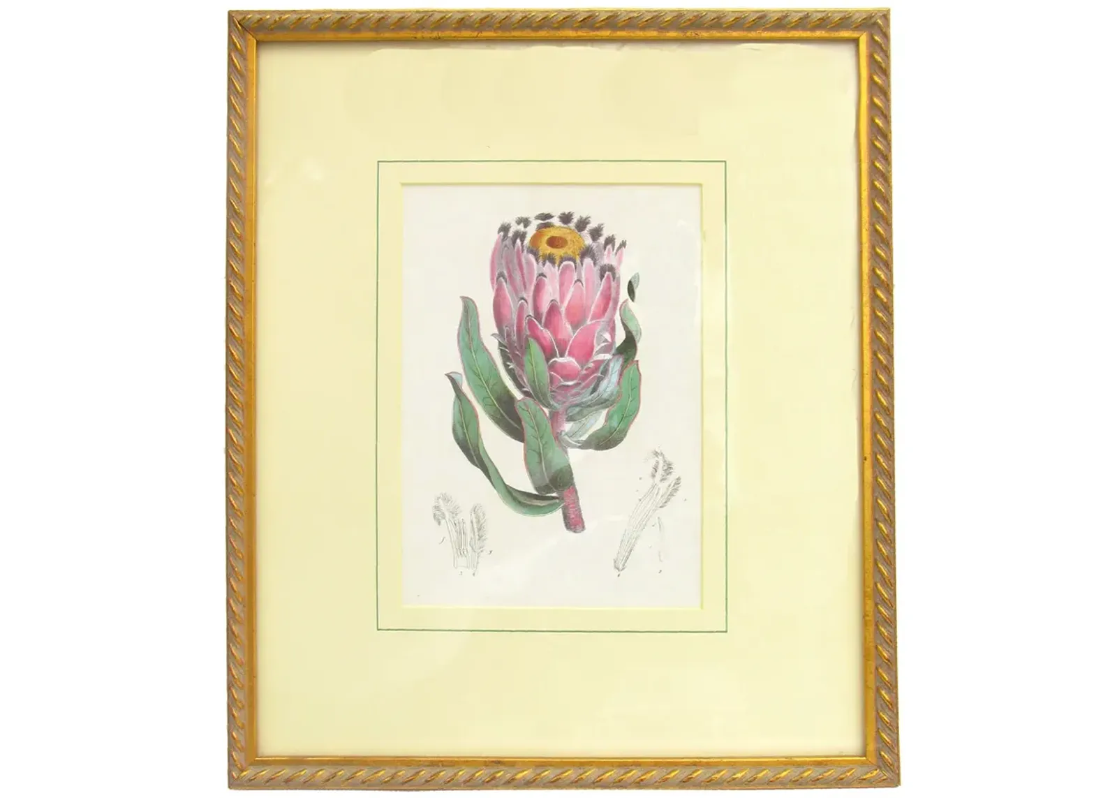 Vintage Botanical Engraving - Framed - Chez Vous - Pink