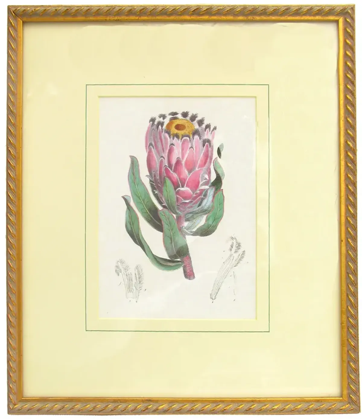 Vintage Botanical Engraving - Framed - Chez Vous - Pink