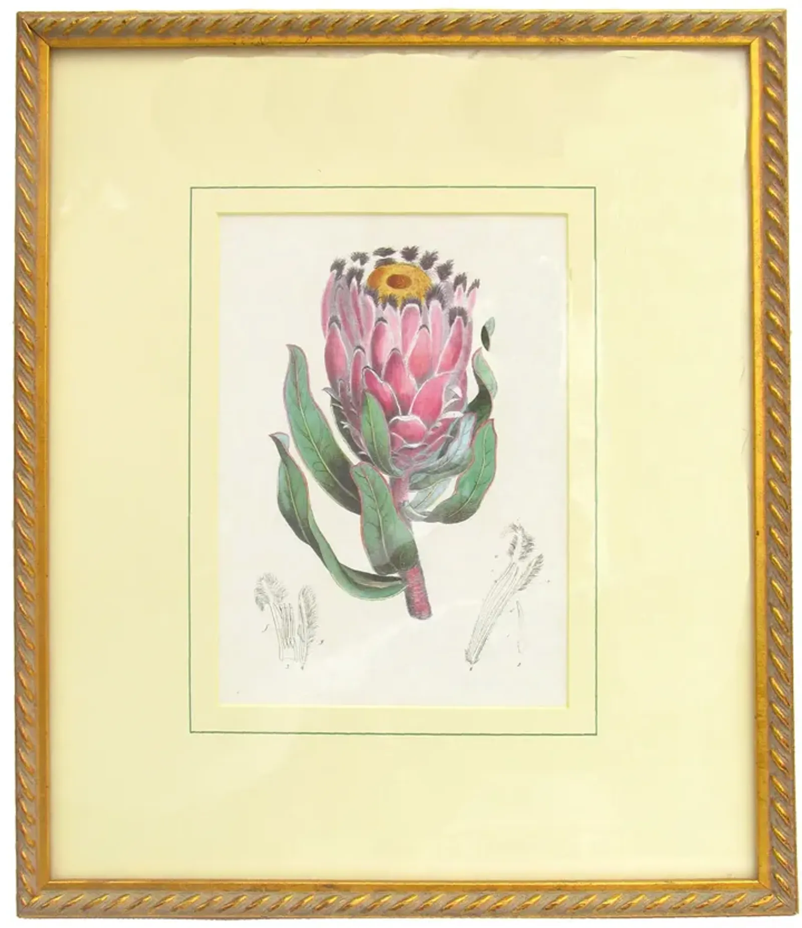 Vintage Botanical Engraving - Framed - Chez Vous - Pink