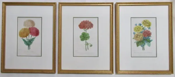 1860s French Botanical Engravings Set of 3 - The Emporium Ltd. - White