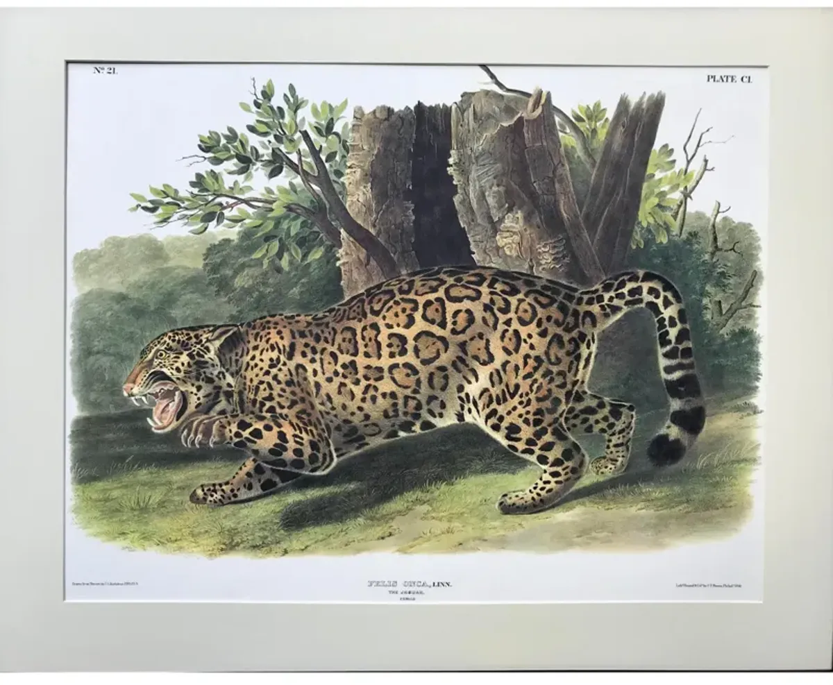 Audubon Lithograph Female Jaguar - Antiquarian Art Company - Black