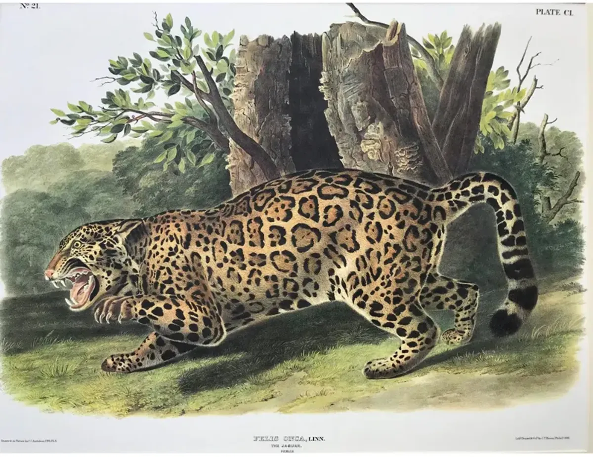 Audubon Lithograph Female Jaguar - Antiquarian Art Company - Black