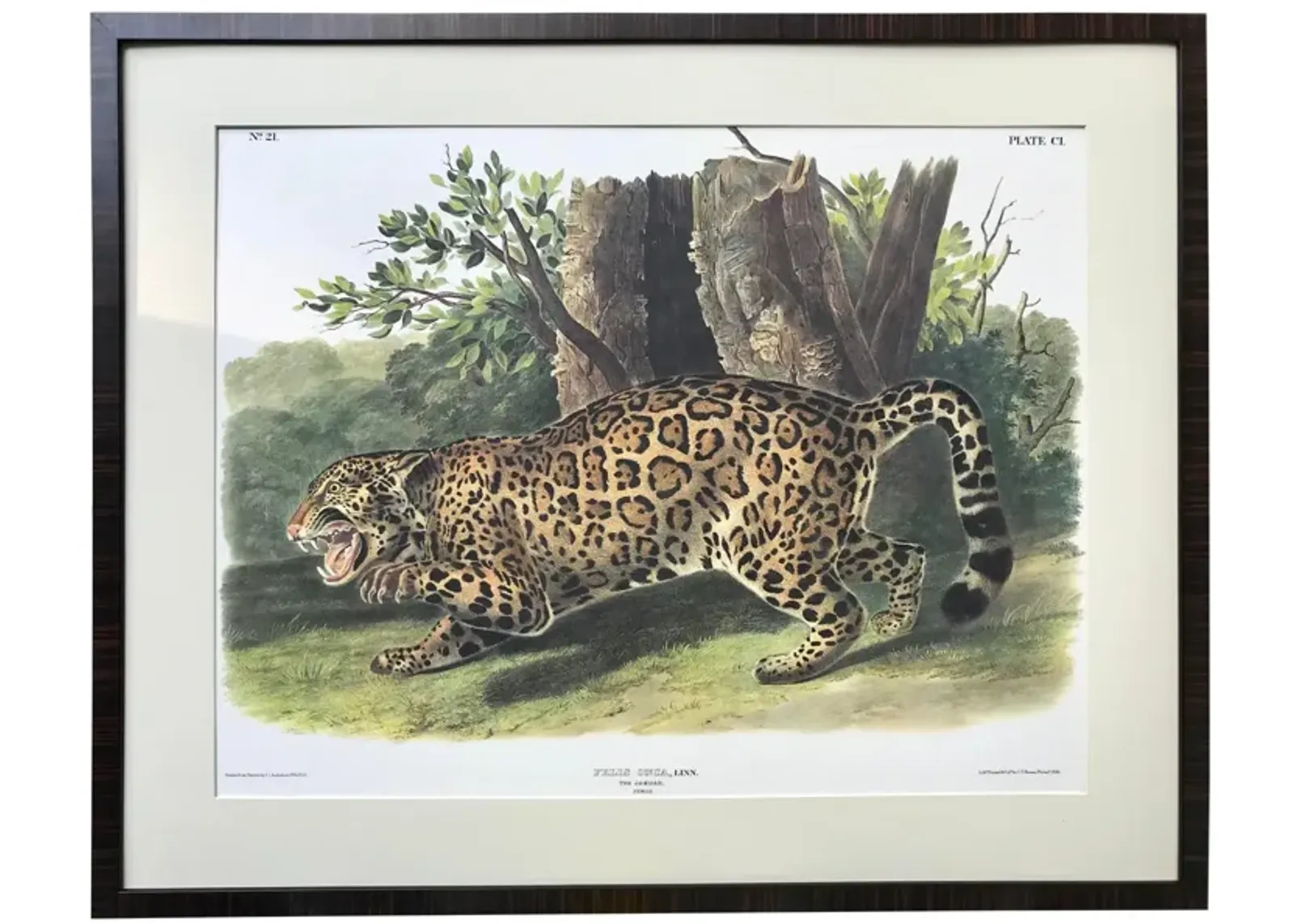 Audubon Lithograph Female Jaguar - Antiquarian Art Company - Black