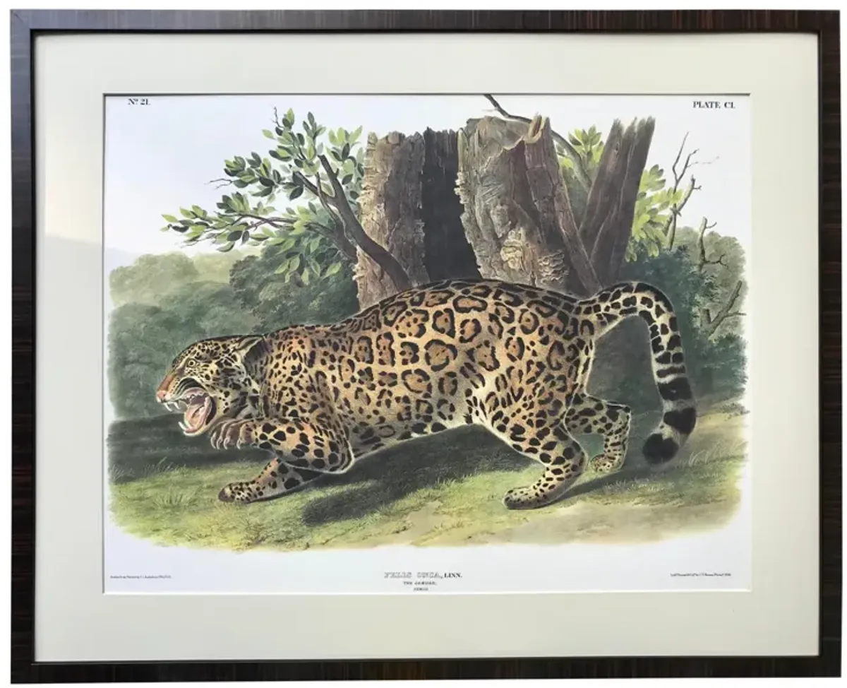 Audubon Lithograph Female Jaguar - Antiquarian Art Company - Black