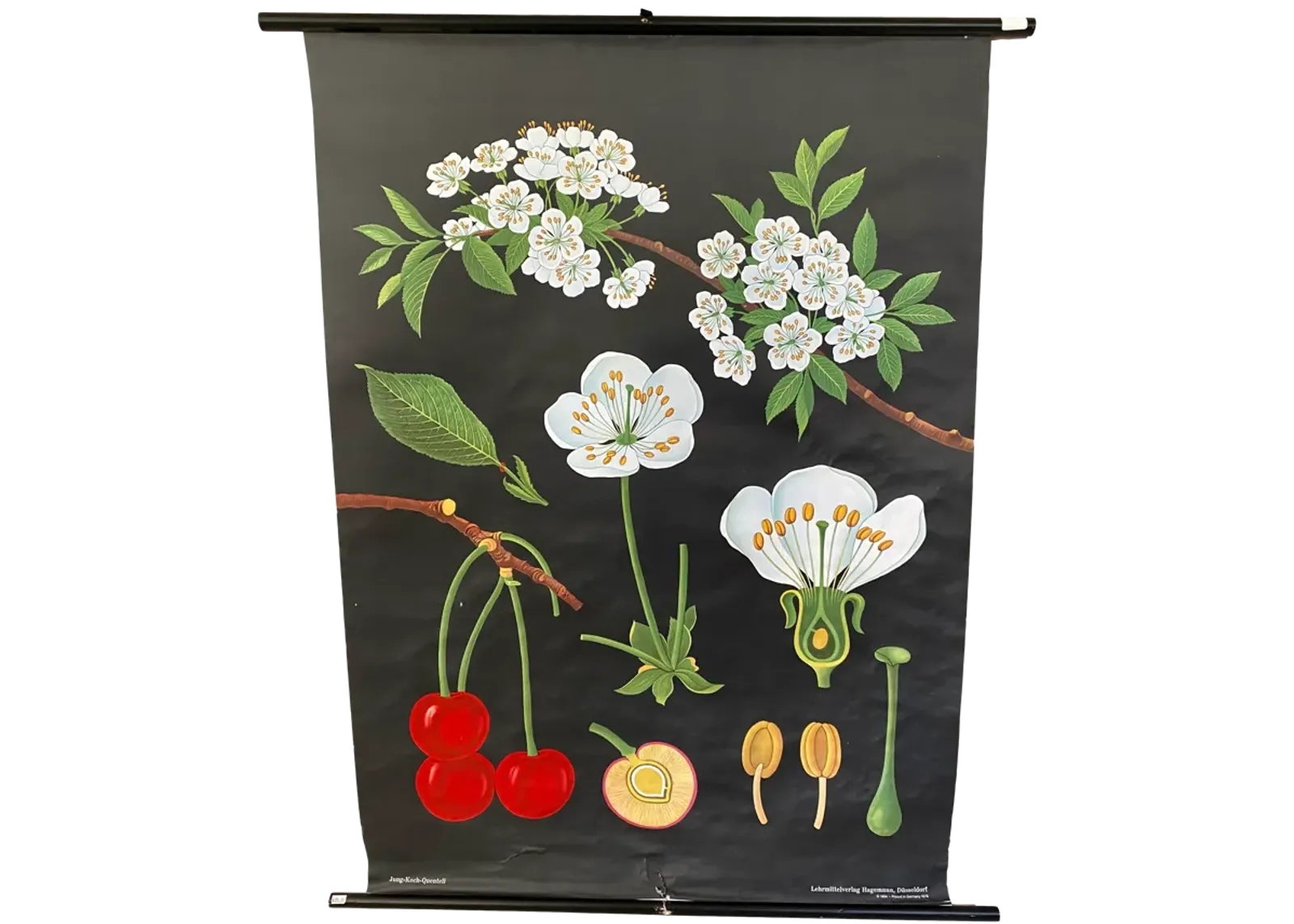 1978 Cherry Botanical Illustration Chart - Ballyhoo - Black