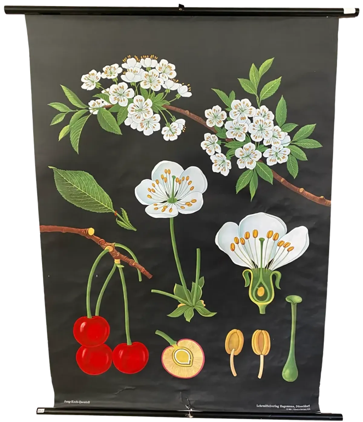 1978 Cherry Botanical Illustration Chart - Ballyhoo - Black