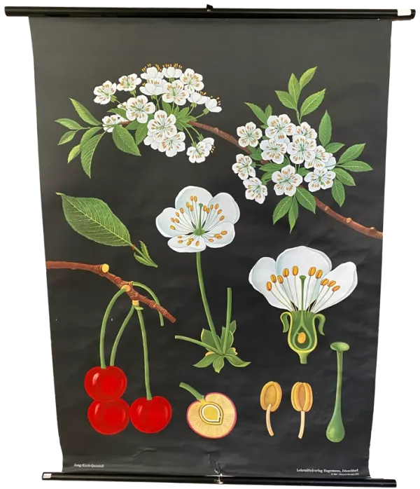 1978 Cherry Botanical Illustration Chart - Ballyhoo - Black