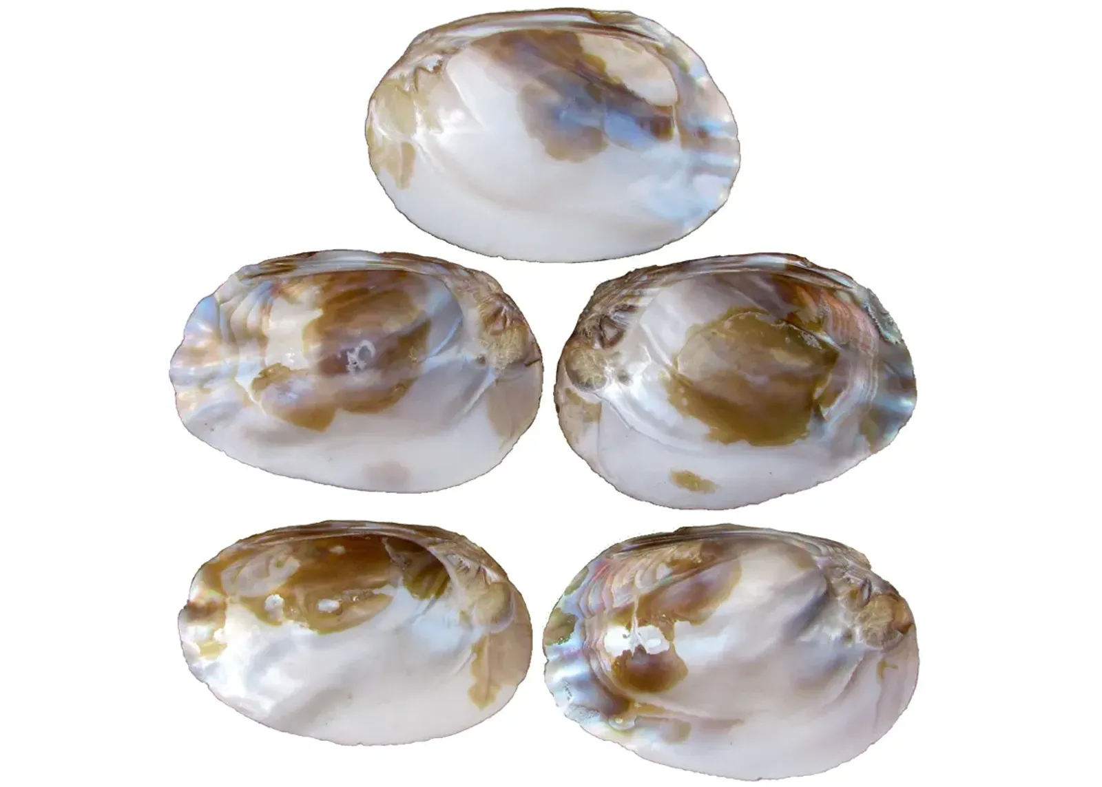 Iridescent Abalone Seashell Bowls - Set of 5 - Chez Vous - White