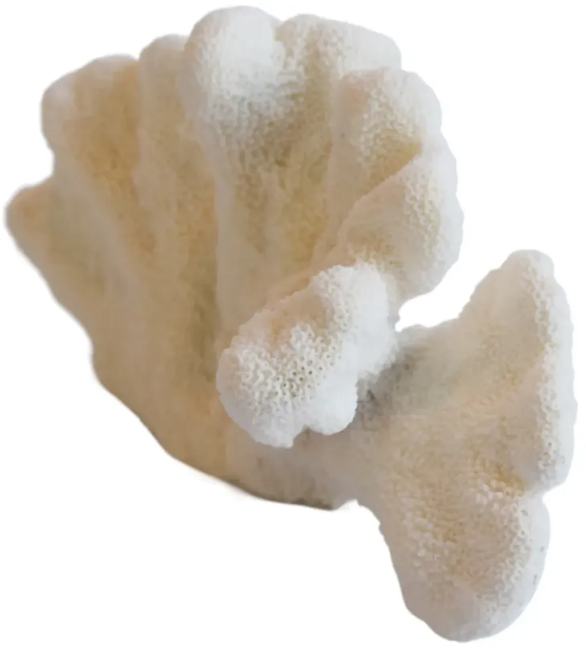 Nautical Natural White Coral Specimen