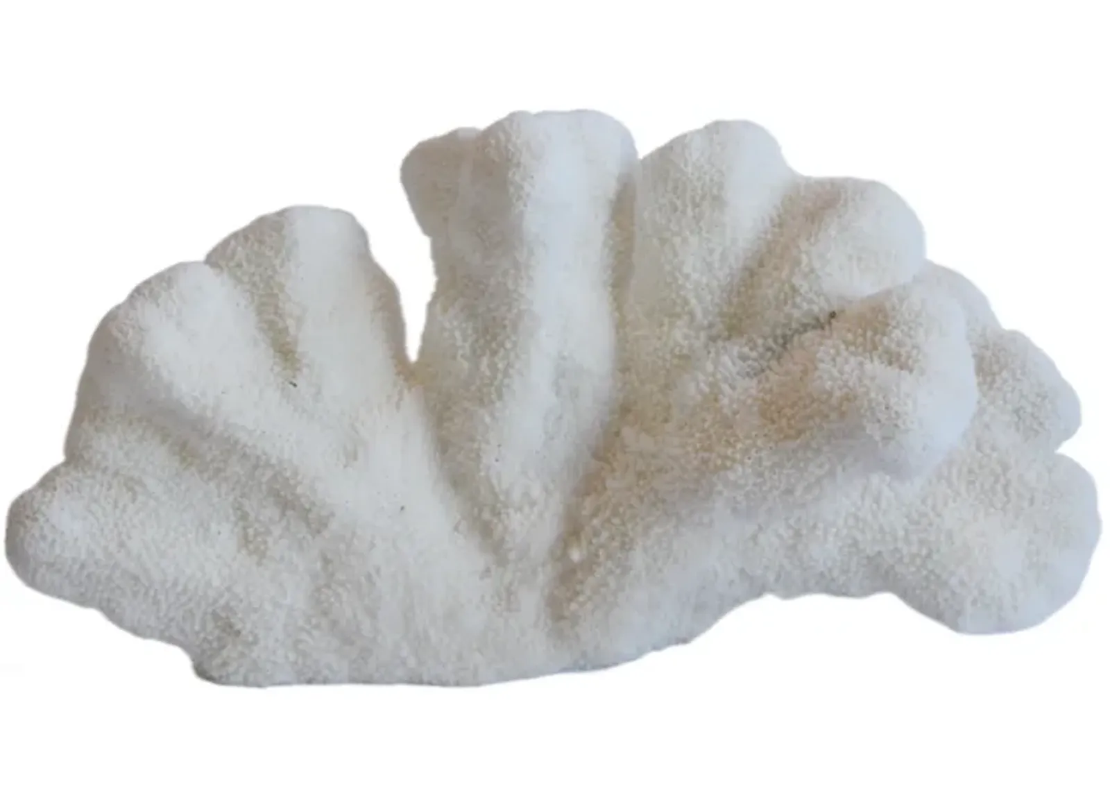 Nautical Natural White Coral Specimen