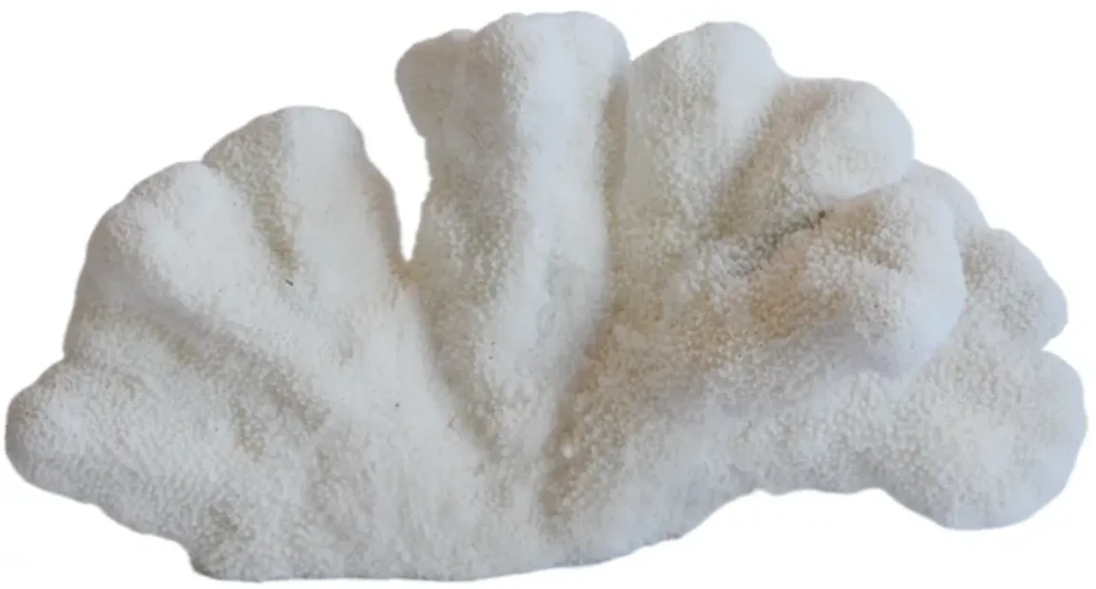 Nautical Natural White Coral Specimen