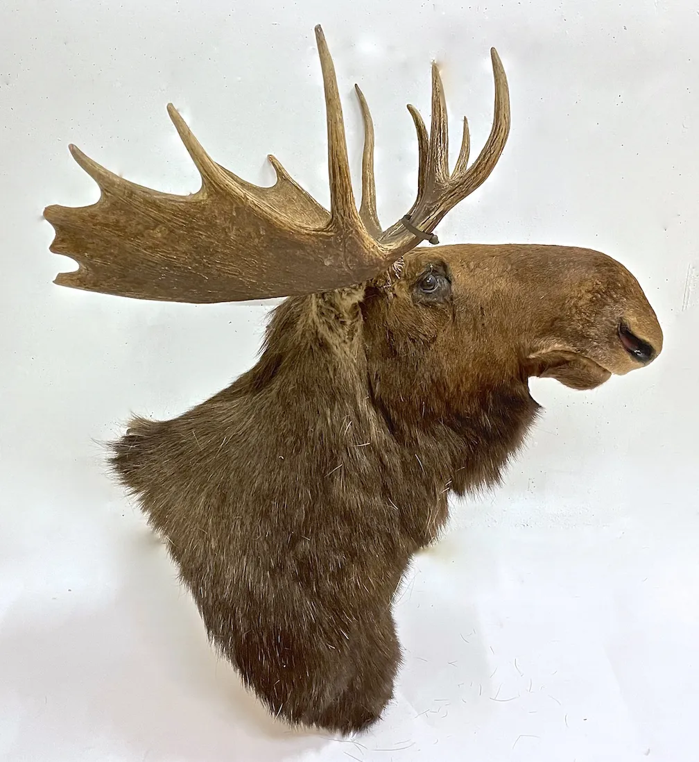 North American Moose Shoulder Mount - Vermilion Designs - brown