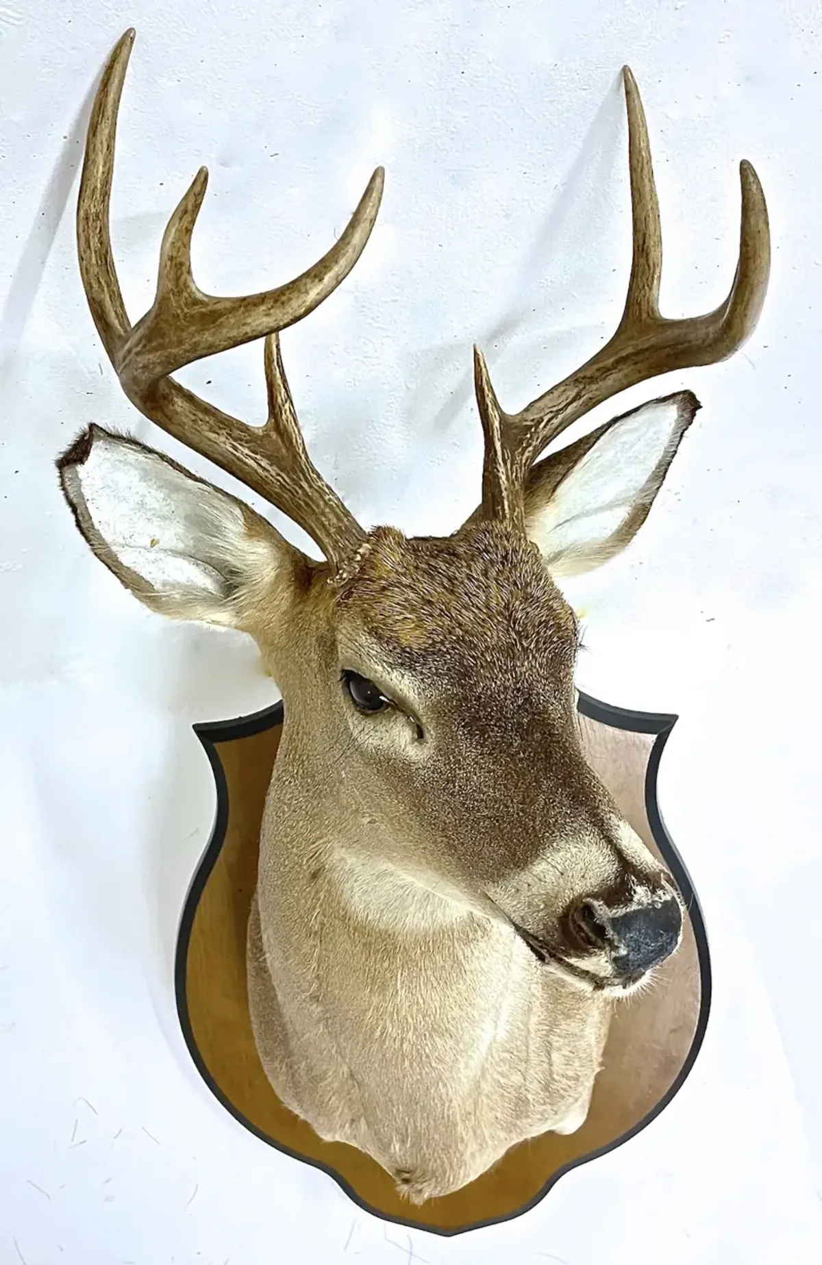 Whitetail Deer Shoulder Mount - Vermilion Designs - Brown