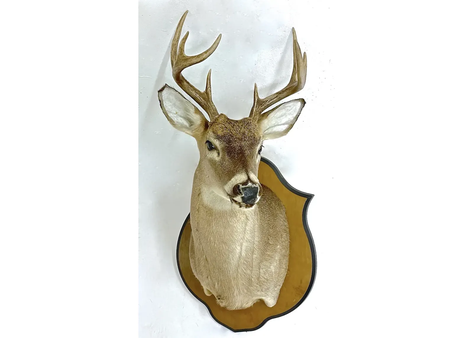 Whitetail Deer Shoulder Mount - Vermilion Designs - Brown