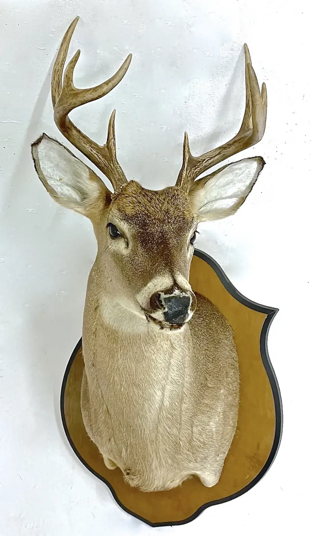 Whitetail Deer Shoulder Mount - Vermilion Designs - Brown