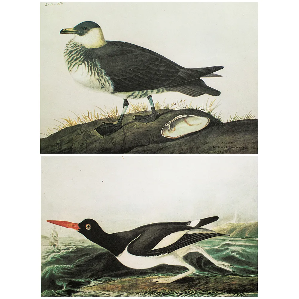 Jager & Oyster-Catcher by Audubon - 1960s - Brown